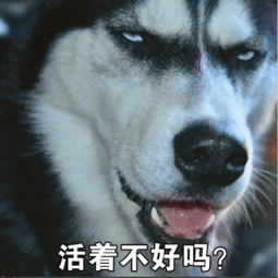 搞笑图片20181225哈士奇表情包
