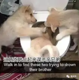感觉每只汪都是喜剧之王,用生命在搞笑
