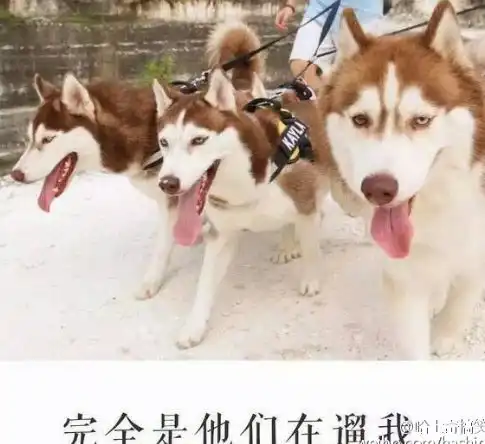 哈士奇这个二货真的好好笑
