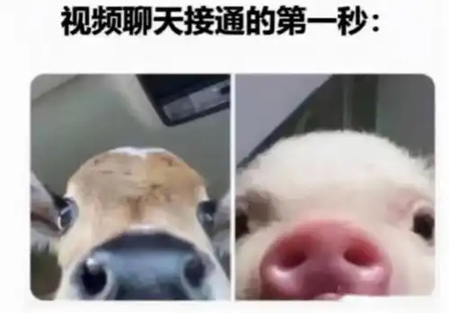 沙雕搞笑图片笑不活了十二

