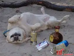 猫咪与狗狗的卖萌搞笑图片7
