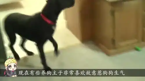 主人打扮成死神恶搞狗狗,没想到剧情反转,主人被迫投降
