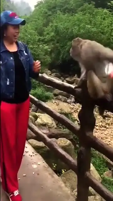 小姐姐套路小猴子,没想到小猴子的反应真是太搞笑了
