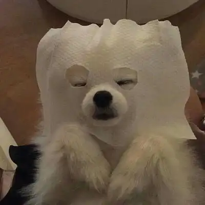 微信头像狗狗图片大全可爱
