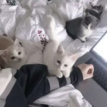 微信头像猫咪萌图片2021最新可爱猫咪头像大全,动物头像图片
