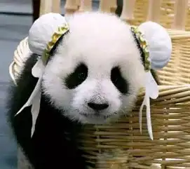 成都以熊猫之名对话世界
