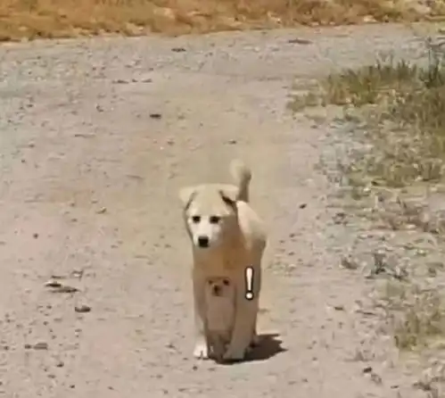 这能吃和犯罪现场一样
