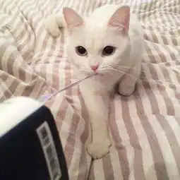 卖萌搞笑的小猫咪动物头像超可爱不要纠缠不清不要藕断丝连

