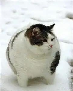 fatsen的图文集
