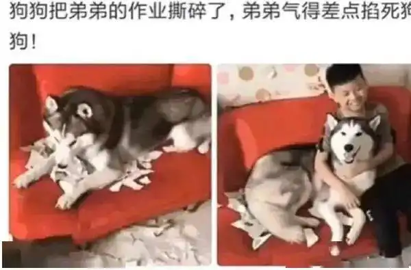 今日份沙雕图
