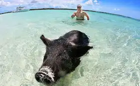 一群小猪被水手遗弃海岛会下水向游客讨食图
