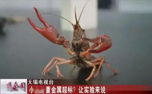小龙虾重金属超标让实验来说话
