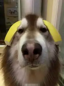 搞笑图片柚子和二哈更配哦
