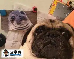 第一次用假证的汪
