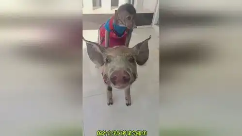 猴哥跟二师兄动物搞笑
