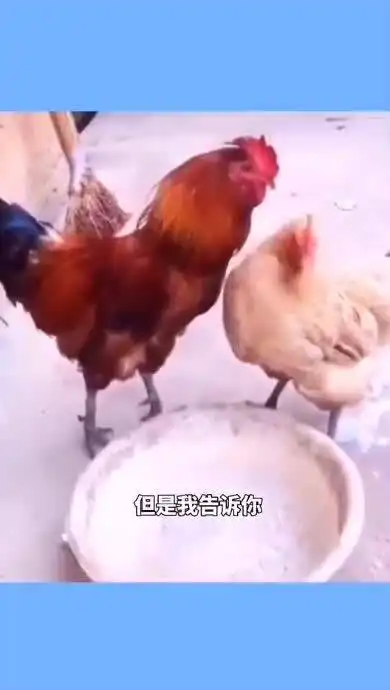 公鸡质问母鸡哈哈搞笑视频
