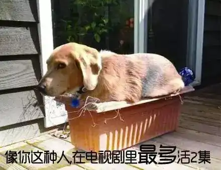 世界狂犬病日汪星人给你写了一封信
