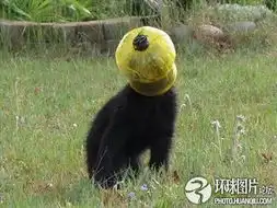 动物爆笑囧图二货萌物贪吃被卡的瞬间
