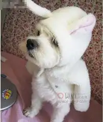 狗心蓝蓝的时尚图片yoka时尚空间
