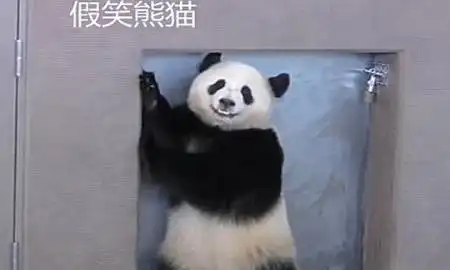 大熊猫直播越狱,被发现后佯装镇定,你是猴子派来搞笑的吗
