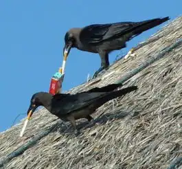 全球搞笑动物图集鸭子抽烟酷劲十足
