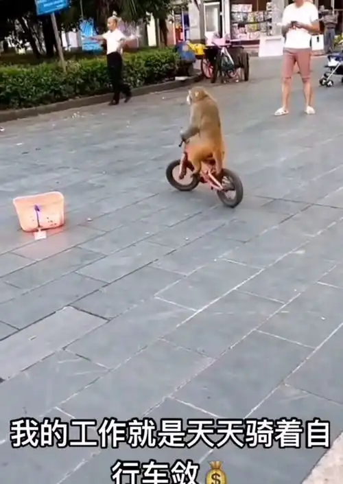 这耍猴的真是太搞笑了,笑死我了
