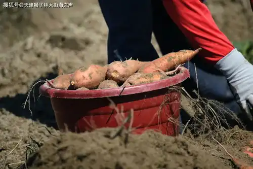 这样吃红薯不长肉,还把隔壁小孩馋哭了
