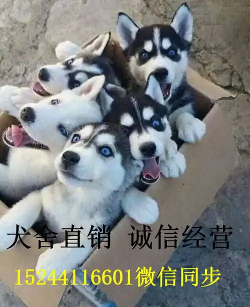 二哈犬价格是多少哈士奇幼犬价位
