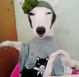 搞笑的汪星人图片大全最有镜头感的汪星人
