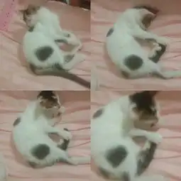 中华田园猫能长多重我家猫差不多快5个月了,可是还是觉得很瘦,看见别人几个月能长特别胖
