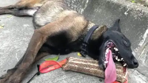 警犬诠释一下什么叫累成狗
