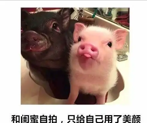 目前你看过最搞笑的图片是什么
