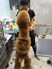 屁股上纹了个狮子王的泰迪,这也太好玩了吧
