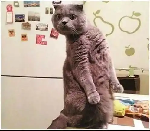 当猜猜遇到问问
