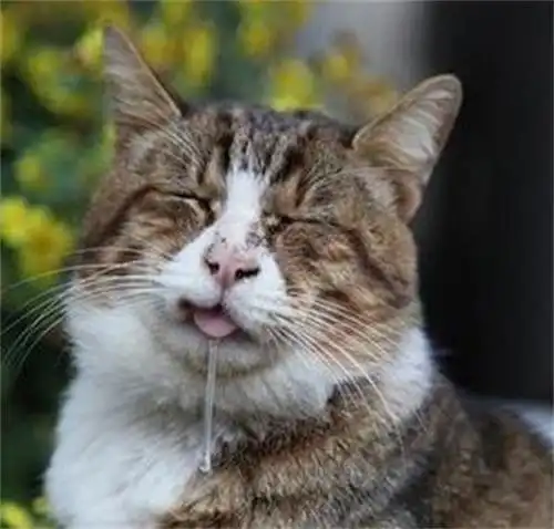 宠物趣闻猫咪感冒会流口水吗
