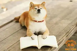 分享,柴犬好养吗纯种柴犬柴犬图片柴犬价格
