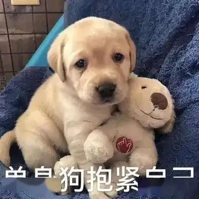 狗狗总是转圈咬尾巴,别当笑话看了,这可不是什么好事情
