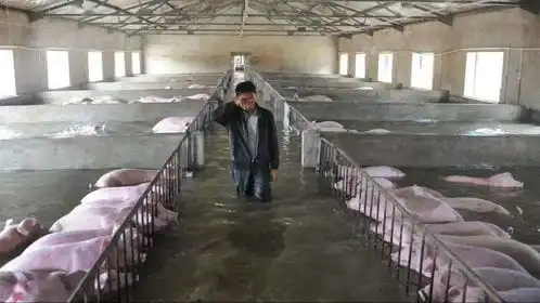 强预警暴雨洪涝期间猪场疫病防控要点你一定要知道......
