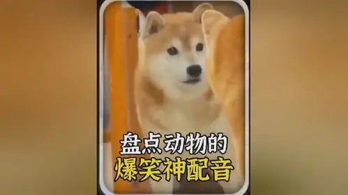 盘点动物的爆笑神配音,全程毫无违和感,太魔性了搞笑配音
