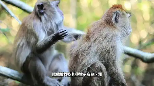 峨眉山爆发人猴大战,猴王被当场击毙,为何峨眉猴多次伤人
