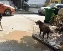 搞笑gif趣图能做出这种举动,一看就不是什么正经的狗子
