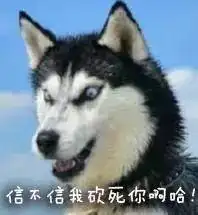 哈士奇的表演时间到了你准备好了吗
