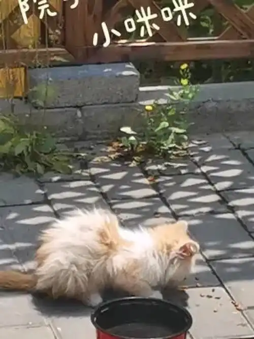 激萌动物家养宠物橘猫流浪动物爆笑动物流浪猫
