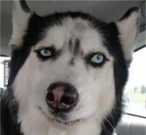 哈士奇为何不能成为警犬不是因为笨,而是太二哈
