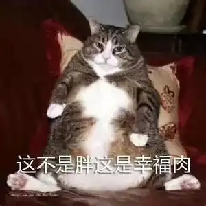 大脸喵的困惑表情包满脸都写着高兴
