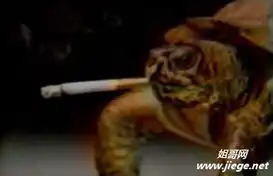盘点动物界的老烟枪令你笑翻天9
