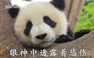 大熊猫基地起名废,奇葩网友脑洞大开叫熊样或者是熊出没
