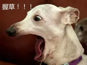 一看这表情,就知道你是做通信的
