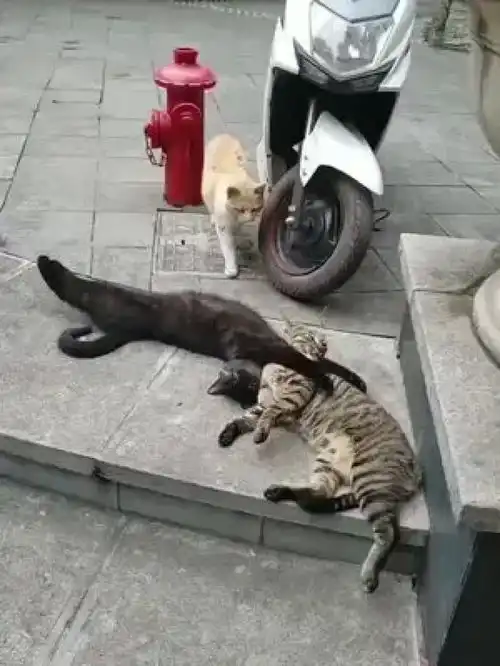 激萌动物家养宠物橘猫狸花猫流浪动物爆笑动物
