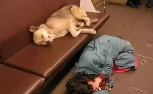 这个国家的汪星人已经进化出了自己搭地铁的能力

